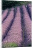 Rows of Lavender in Bloom by Anonymous