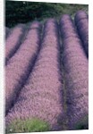 Rows of Lavender in Bloom by Anonymous
