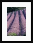 Rows of Lavender in Bloom by Anonymous