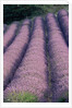 Rows of Lavender in Bloom by Anonymous