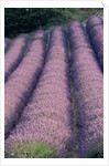 Rows of Lavender in Bloom by Anonymous