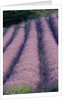 Rows of Lavender in Bloom by Anonymous
