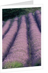 Rows of Lavender in Bloom by Anonymous