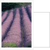 Rows of Lavender in Bloom by Anonymous