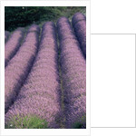 Rows of Lavender in Bloom by Anonymous