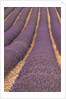 Field of Lavender by Anonymous