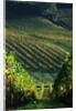 Vineyard in Entre-Deux-Mers Area by Anonymous