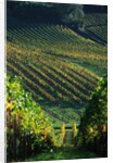 Vineyard in Entre-Deux-Mers Area by Anonymous