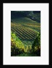 Vineyard in Entre-Deux-Mers Area by Anonymous