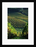 Vineyard in Entre-Deux-Mers Area by Anonymous