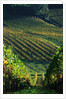 Vineyard in Entre-Deux-Mers Area by Anonymous