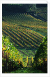Vineyard in Entre-Deux-Mers Area by Anonymous