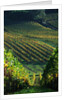 Vineyard in Entre-Deux-Mers Area by Anonymous