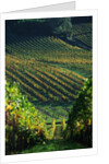 Vineyard in Entre-Deux-Mers Area by Anonymous