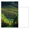 Vineyard in Entre-Deux-Mers Area by Anonymous