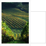 Vineyard in Entre-Deux-Mers Area by Anonymous