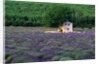 Cottage in Field of Lavender by Anonymous
