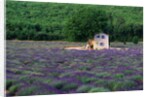 Cottage in Field of Lavender by Anonymous