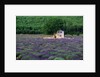 Cottage in Field of Lavender by Anonymous