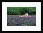 Cottage in Field of Lavender by Anonymous