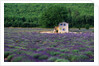 Cottage in Field of Lavender by Anonymous