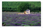Cottage in Field of Lavender by Anonymous