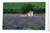 Cottage in Field of Lavender by Anonymous