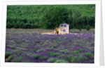 Cottage in Field of Lavender by Anonymous
