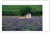 Cottage in Field of Lavender by Anonymous