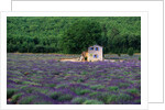 Cottage in Field of Lavender by Anonymous