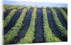 Vineyard of Domaine du Mas Cremat by Anonymous