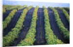 Vineyard of Domaine du Mas Cremat by Anonymous