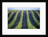 Vineyard of Domaine du Mas Cremat by Anonymous