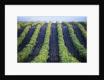 Vineyard of Domaine du Mas Cremat by Anonymous