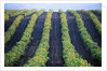 Vineyard of Domaine du Mas Cremat by Anonymous