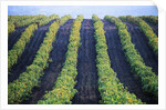 Vineyard of Domaine du Mas Cremat by Anonymous