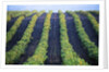 Vineyard of Domaine du Mas Cremat by Anonymous