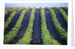 Vineyard of Domaine du Mas Cremat by Anonymous