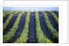 Vineyard of Domaine du Mas Cremat by Anonymous
