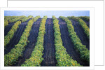Vineyard of Domaine du Mas Cremat by Anonymous