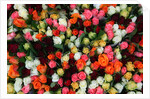 Roses at Albert Kuyp Market by Anonymous