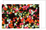 Roses at Albert Kuyp Market by Anonymous