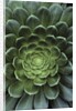 Center of Cactus by Anonymous