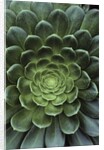 Center of Cactus by Anonymous