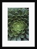 Center of Cactus by Anonymous