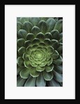 Center of Cactus by Anonymous