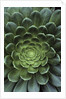 Center of Cactus by Anonymous