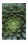 Center of Cactus by Anonymous