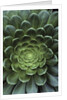 Center of Cactus by Anonymous