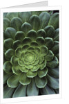 Center of Cactus by Anonymous